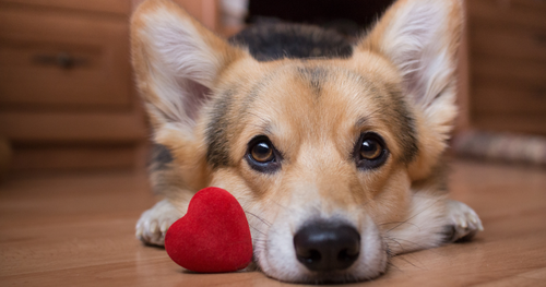 Valentine’s Day in the Veterinary Clinic [6 Ways to Show Some Love]